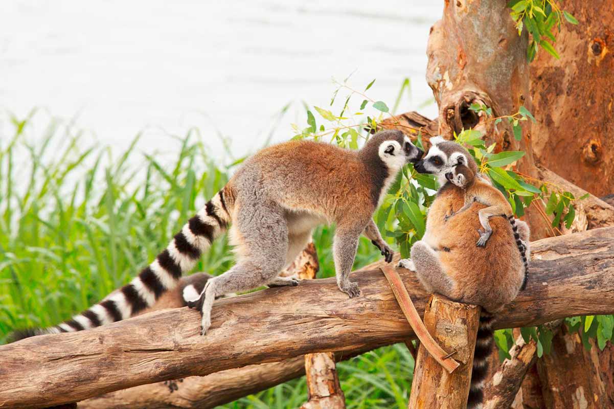 Madagascar_Lemure_shutterstock_128223032