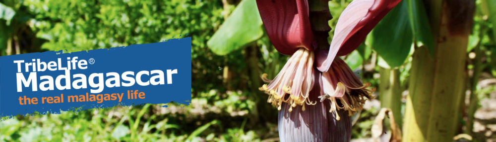 TribeLife Madagascar :: The Real Malagasy Life :: l'Esperienza Eco-Sostenibile :: il Viaggio Solidale ::