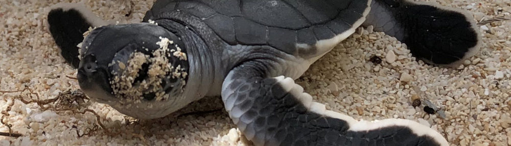 TribeLife Madagascar :: The Real Malagasy Life :: l'Esperienza Eco-Sostenibile :: il Viaggio Solidale ::